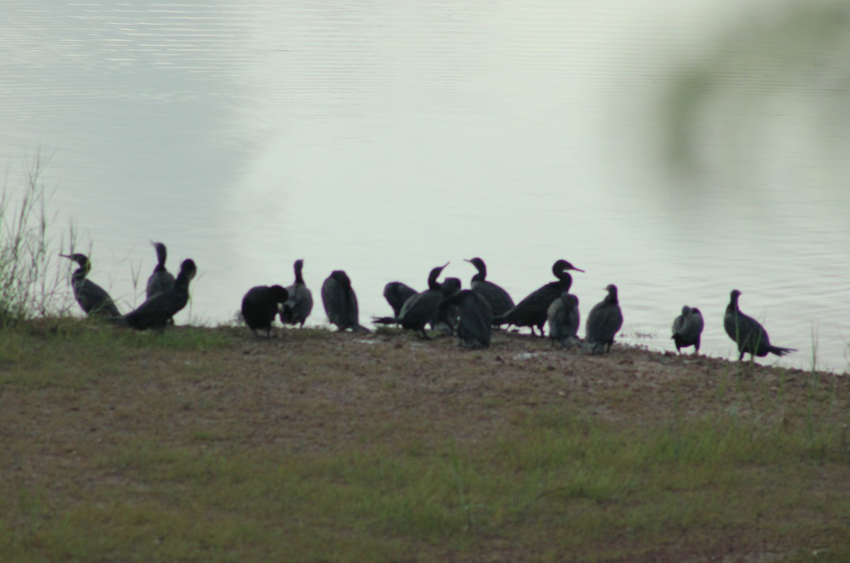 Cormoran de Vieillot ou C. à cou brun - ML620535713