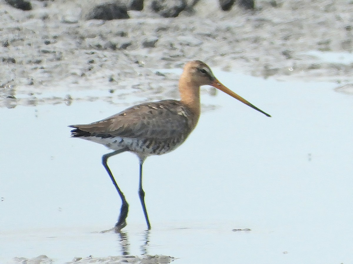 Black-tailed Godwit - ML620535714