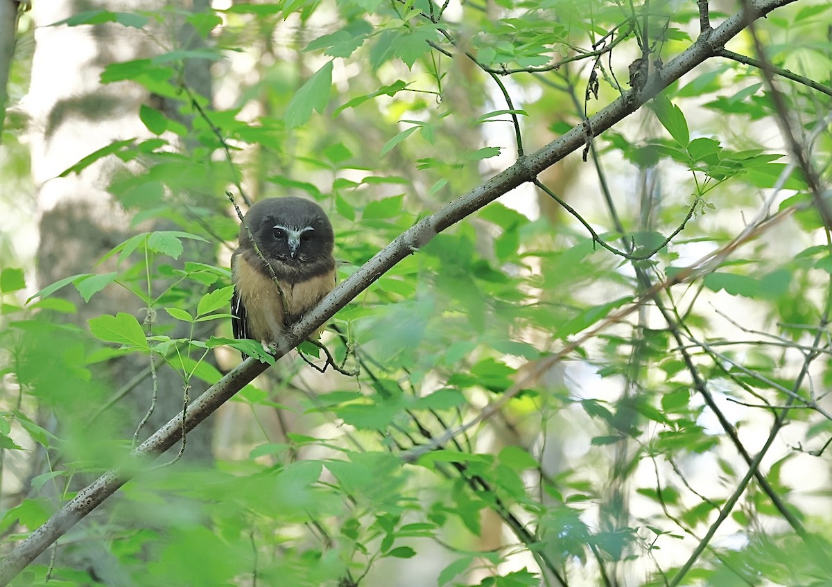 Northern Saw-whet Owl - ML620535717