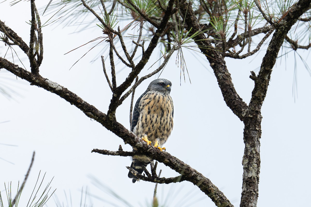 Plumbeous Kite - ML620535721