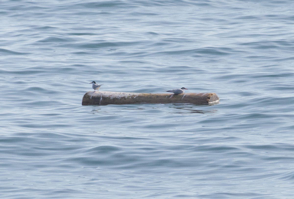 Common Tern - ML620535732