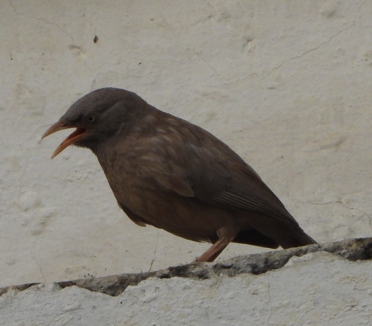 Jungle Babbler - ML620535736