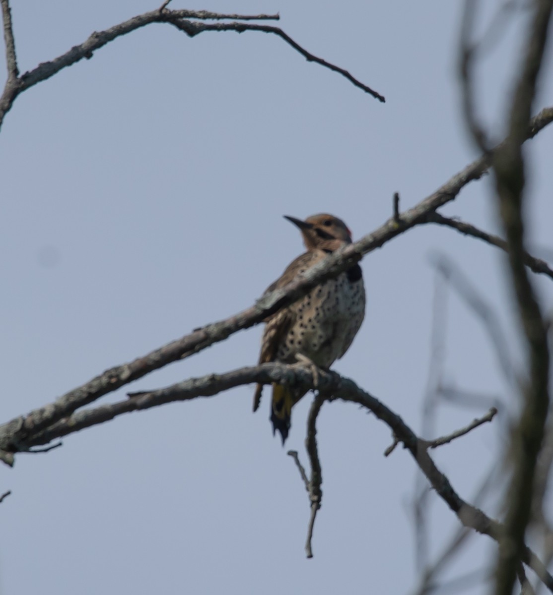 Northern Flicker - ML620535742