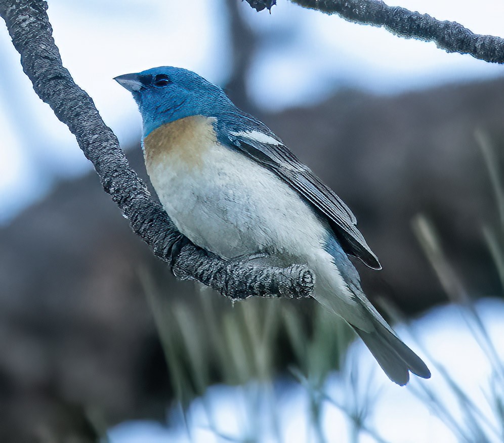 Lazuli Bunting - ML620535746