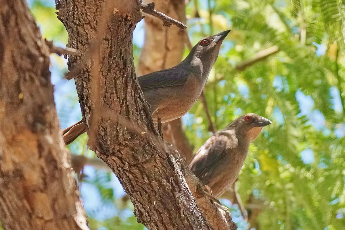 Bronzed Cowbird - ML620535750