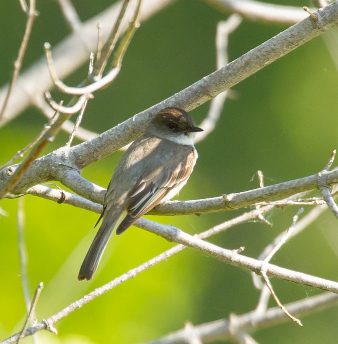 Eastern Phoebe - ML620535752