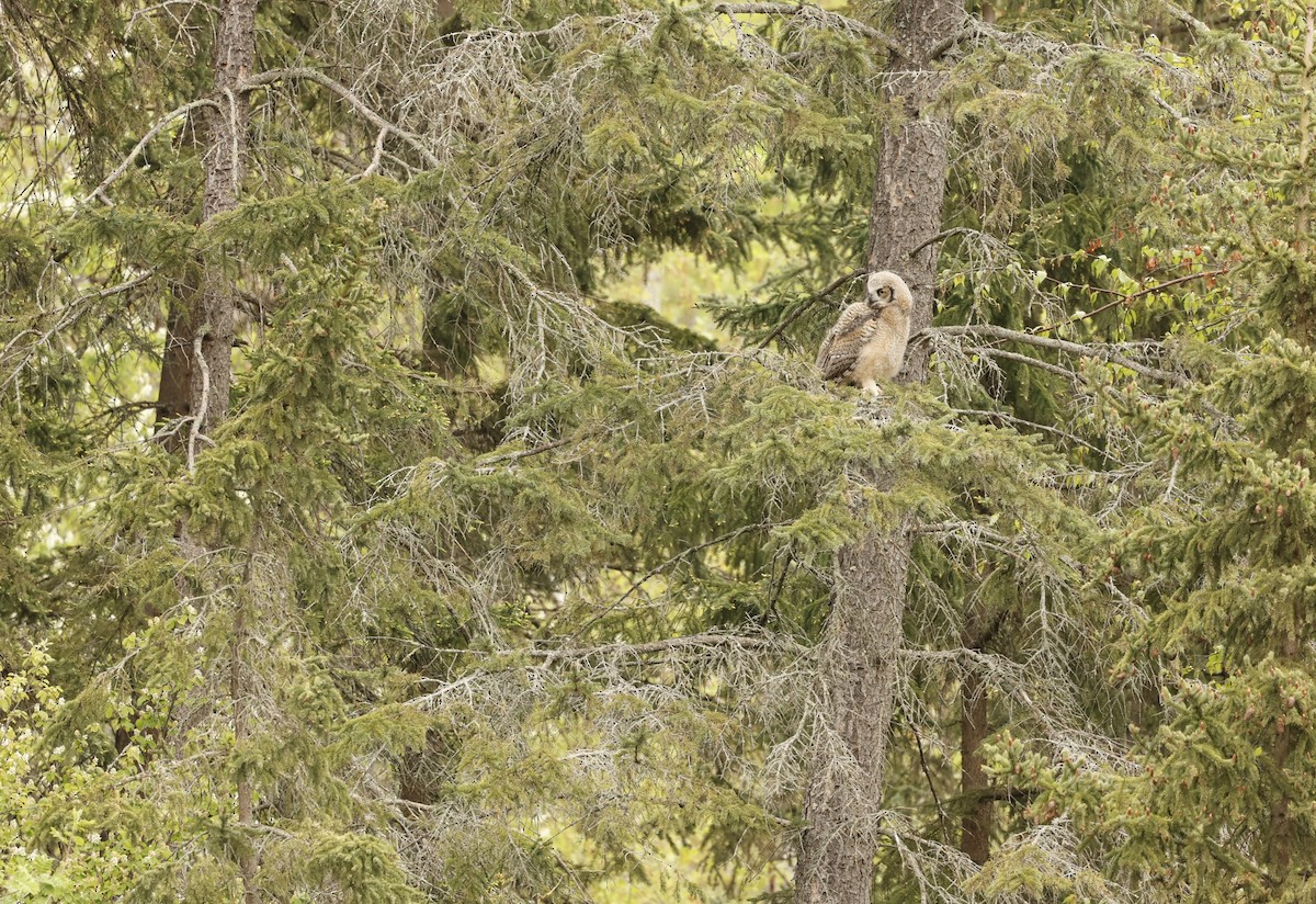 Great Horned Owl - ML620535754