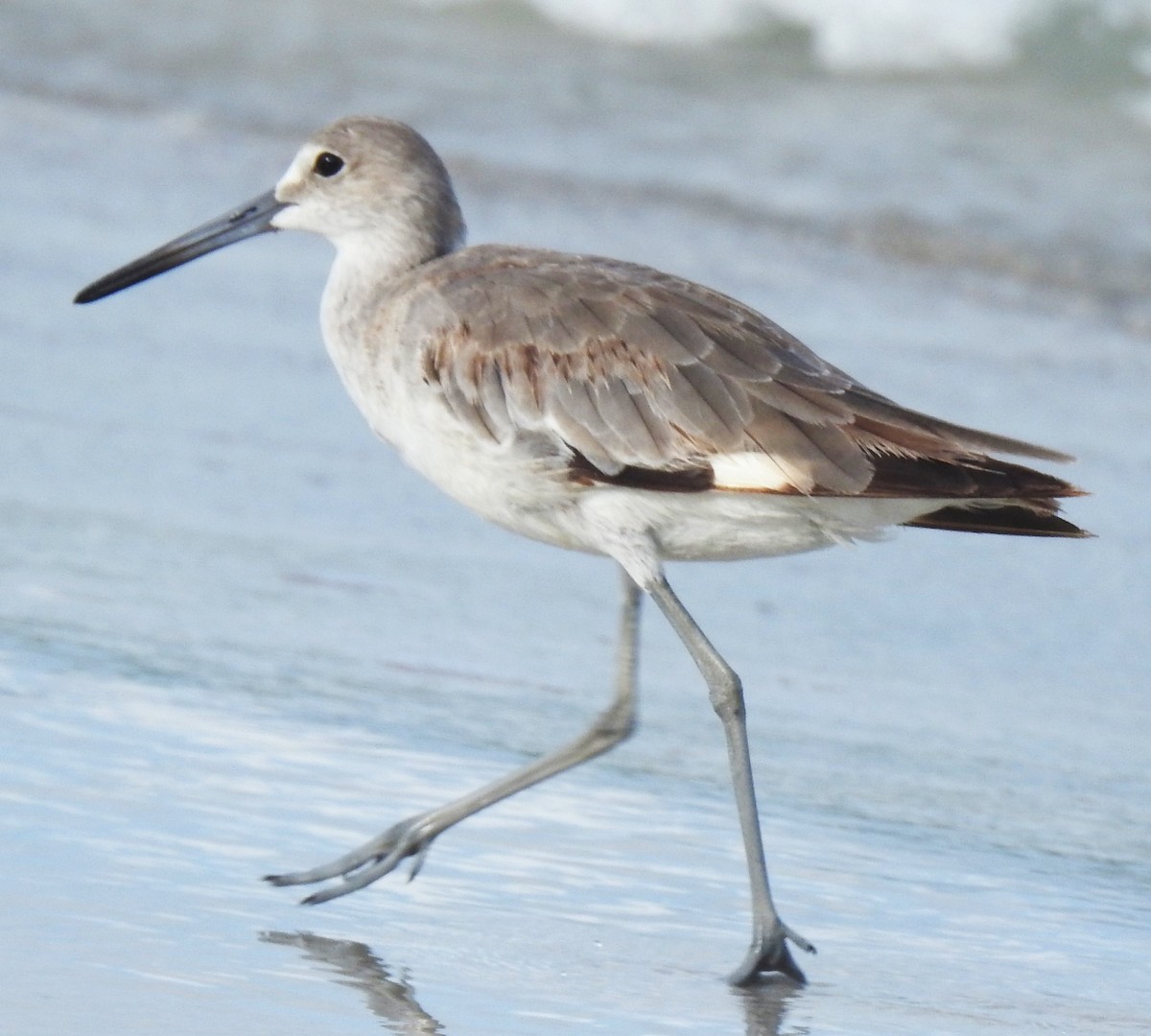 Willet - ML620535765