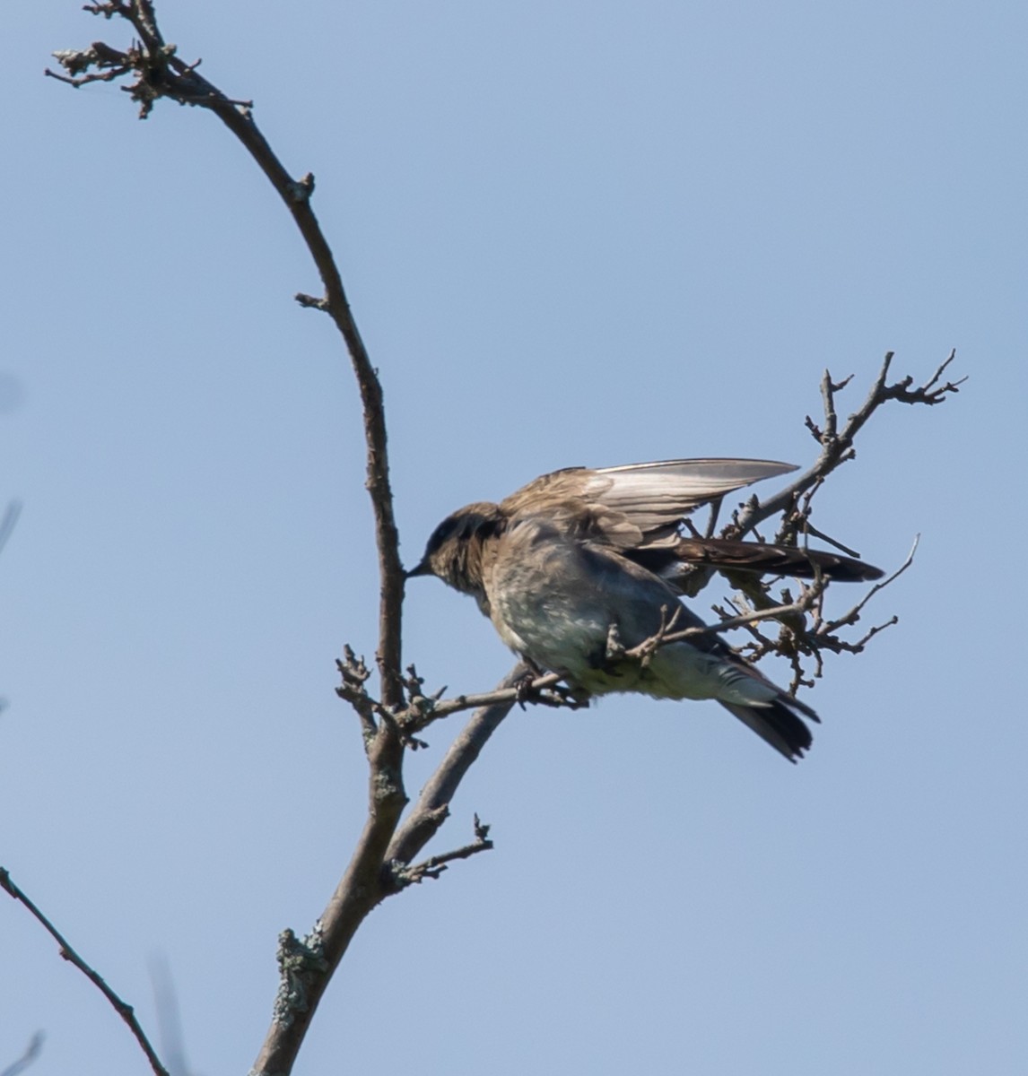 Northern Rough-winged Swallow - ML620535767