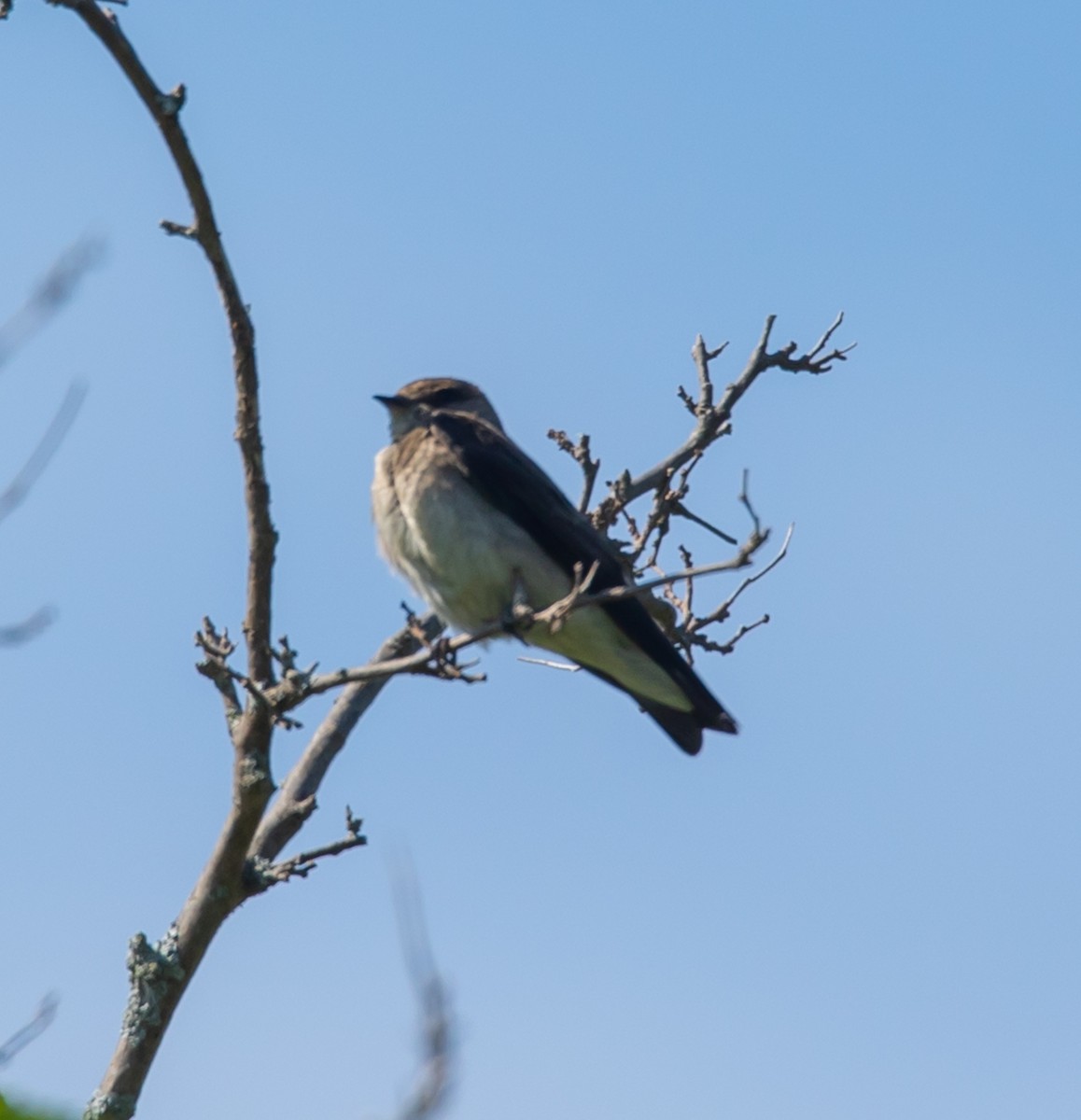 Northern Rough-winged Swallow - ML620535768