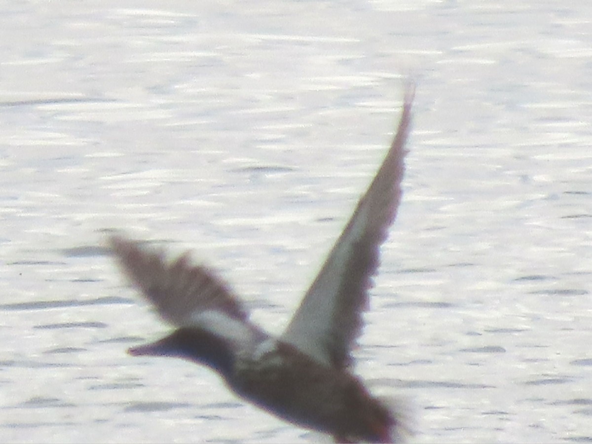 Black-bellied Plover - ML620535771