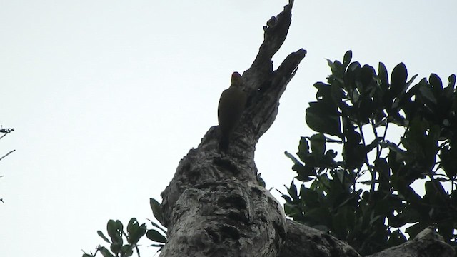 Yellow-throated Woodpecker - ML620535772