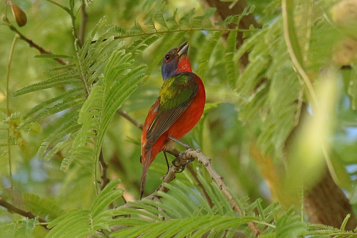 Painted Bunting - ML620535781