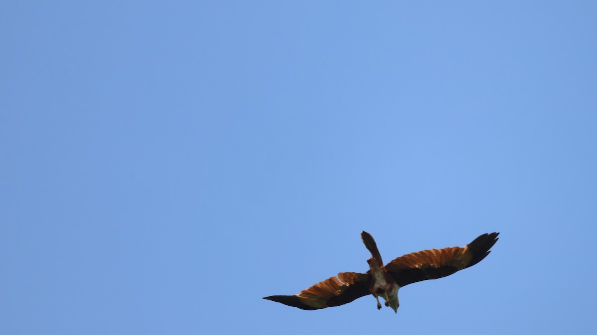 Brahminy Kite - ML620535788