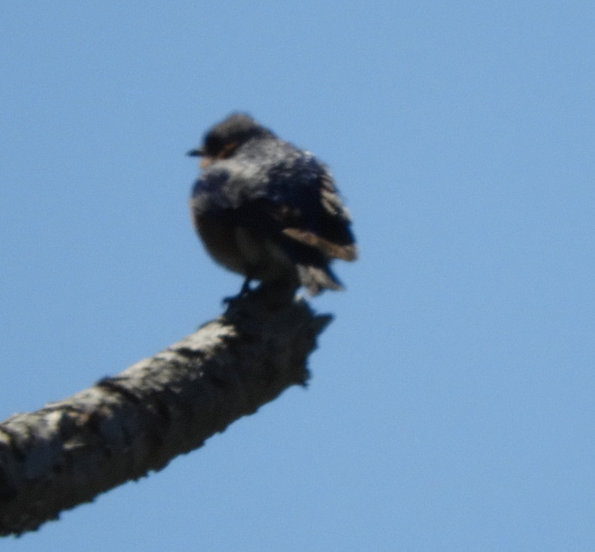 ub. spurvefugl (Passeriformes sp.) - ML620535789