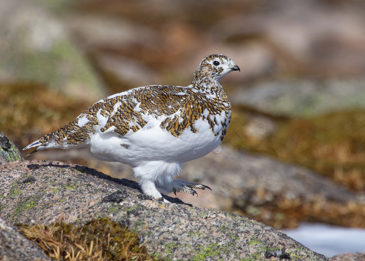 Alpenschneehuhn - ML620535791