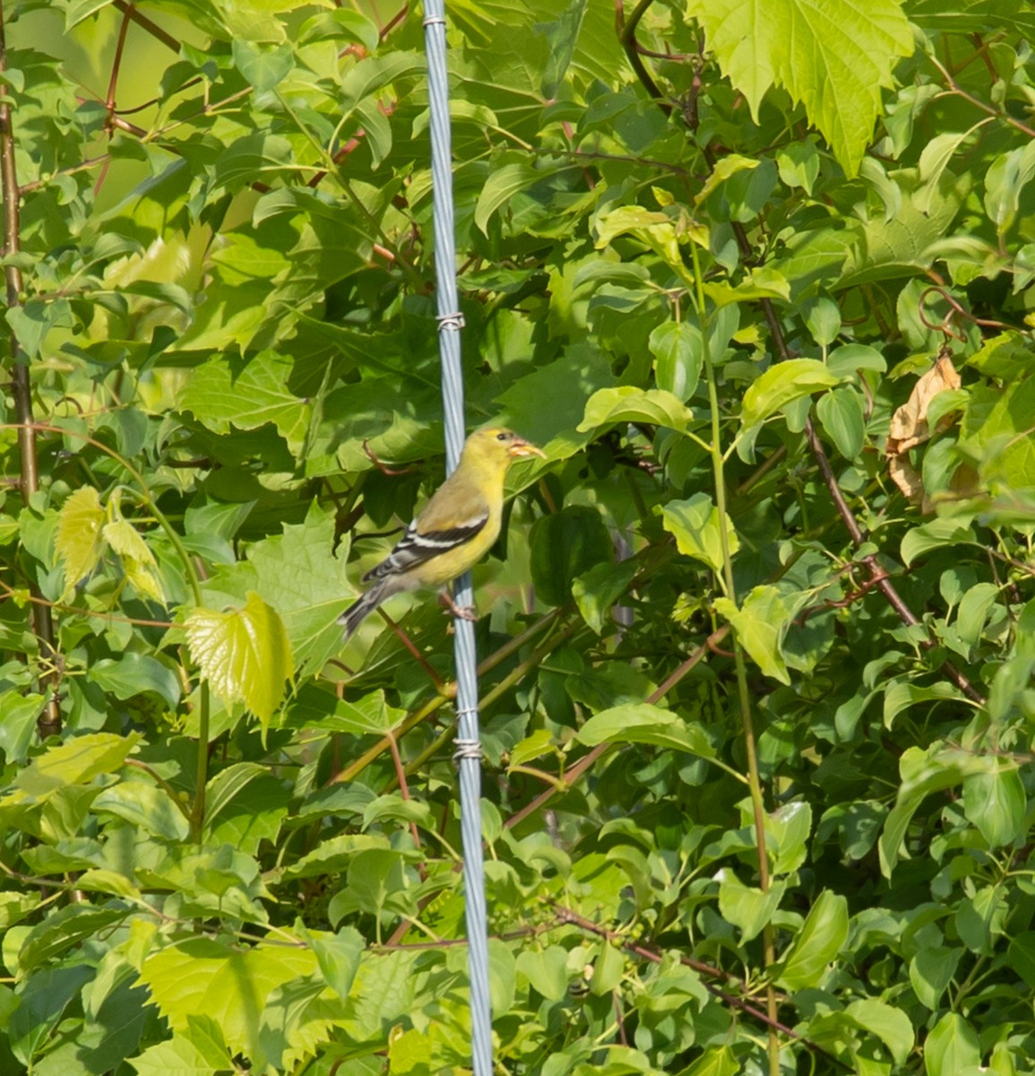 American Goldfinch - ML620535795