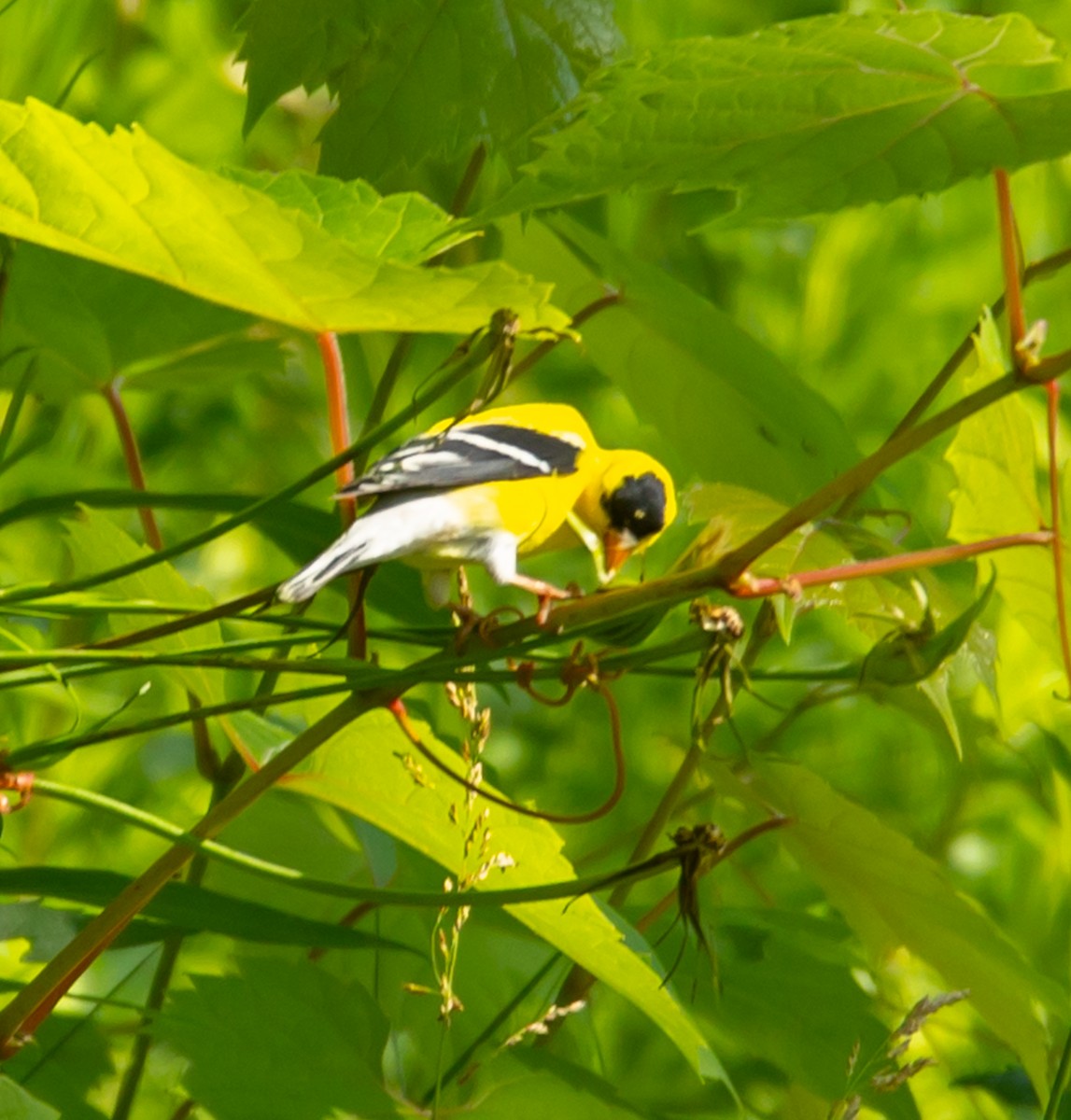 American Goldfinch - ML620535797