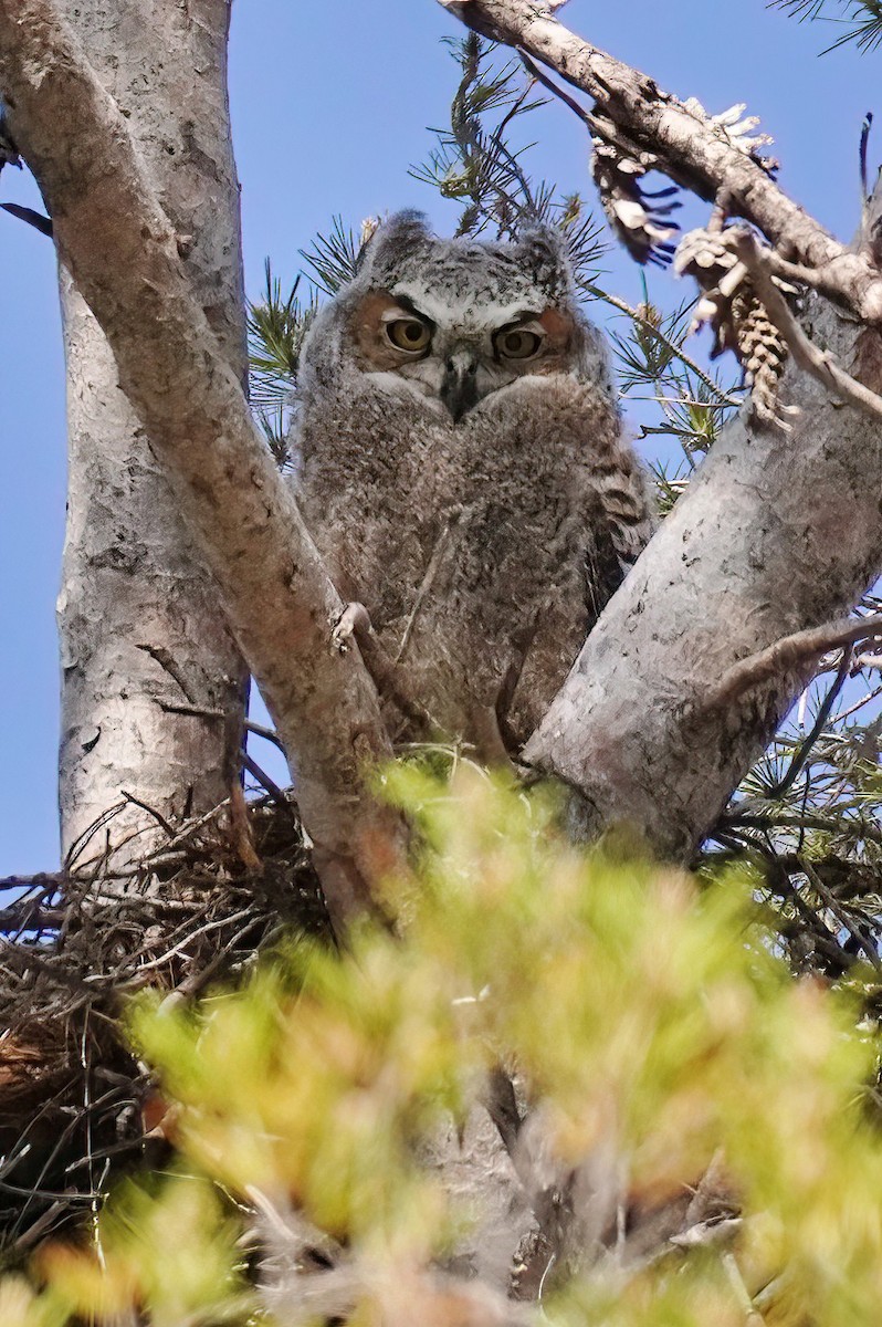 Great Horned Owl - ML620535802