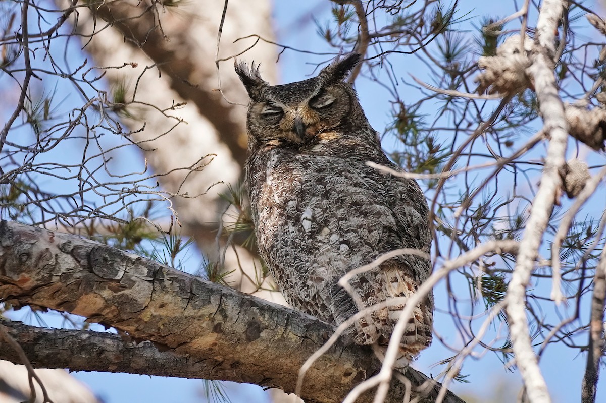 Great Horned Owl - ML620535803
