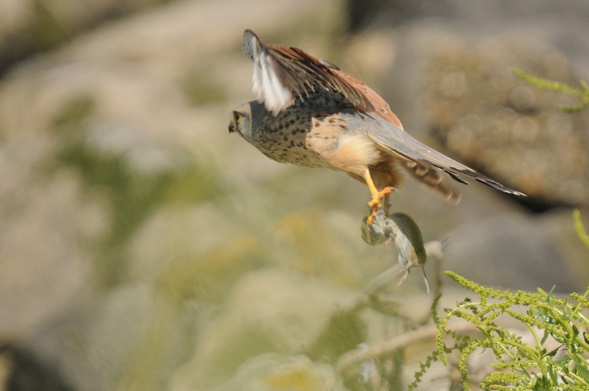 Eurasian Kestrel - ML620535806