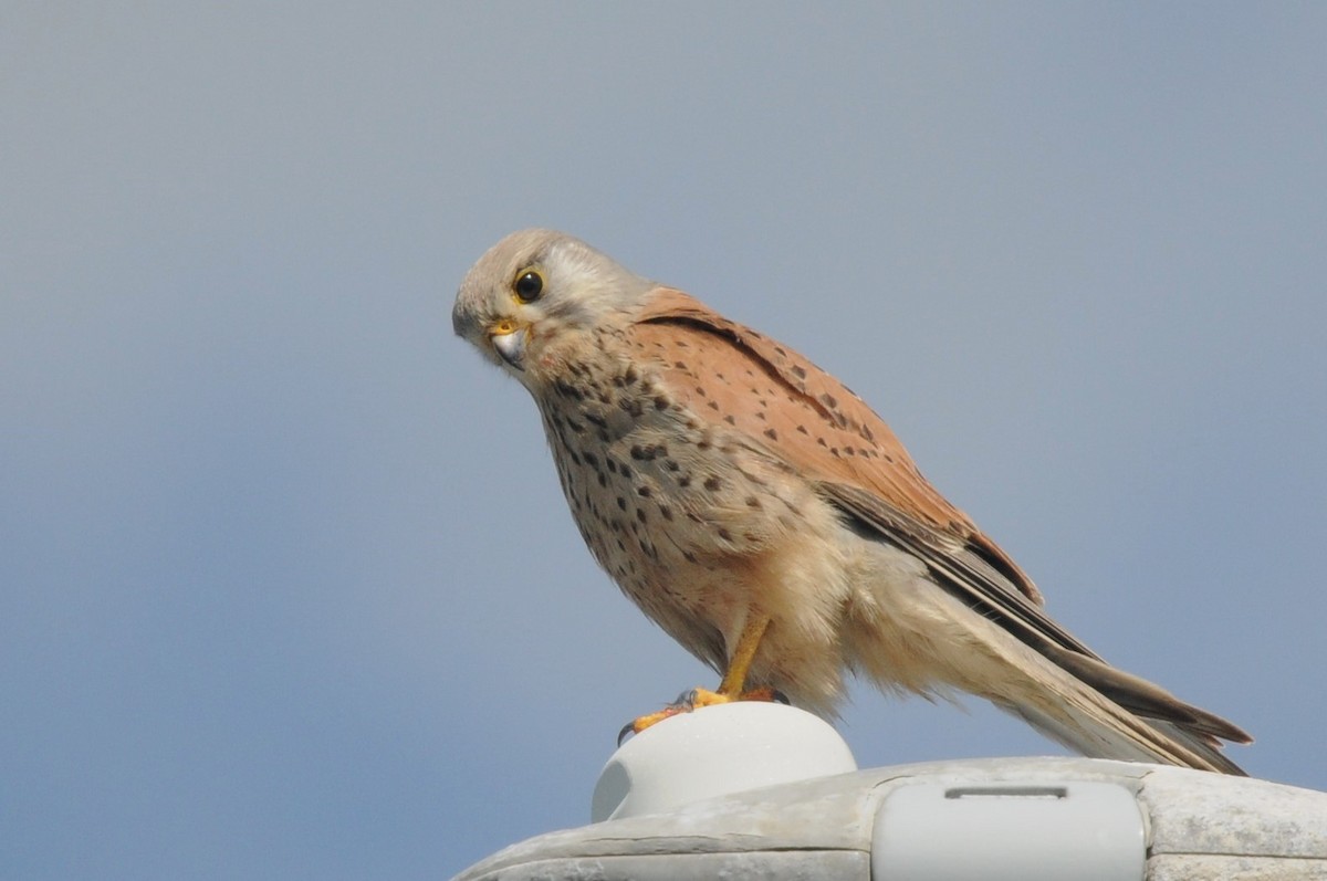 Eurasian Kestrel - ML620535807