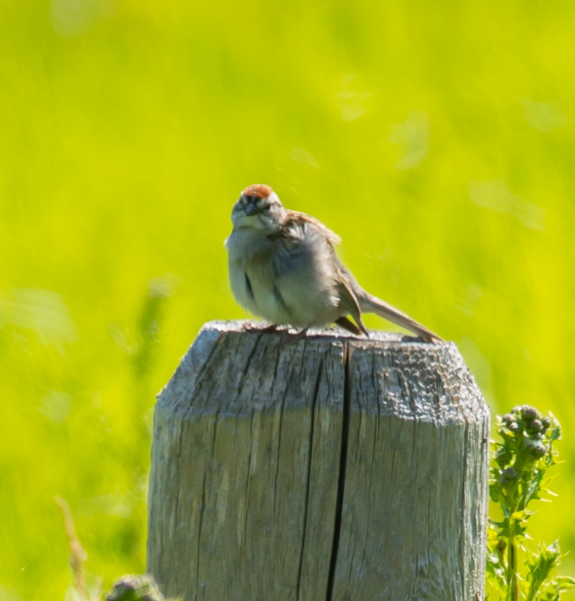 Chipping Sparrow - ML620535808