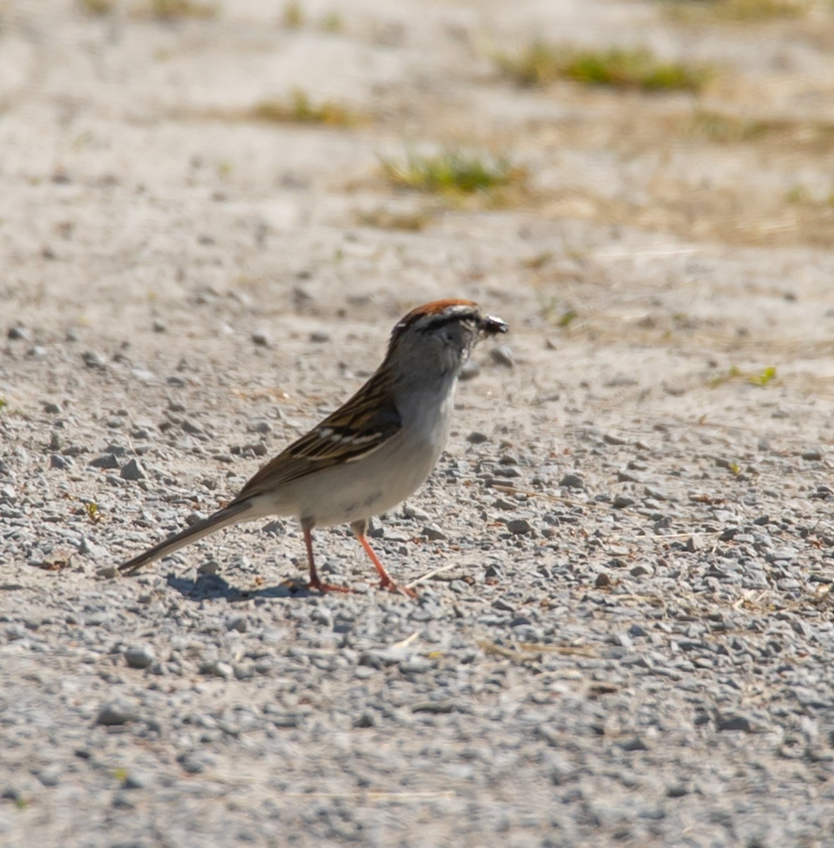 Chipping Sparrow - ML620535809