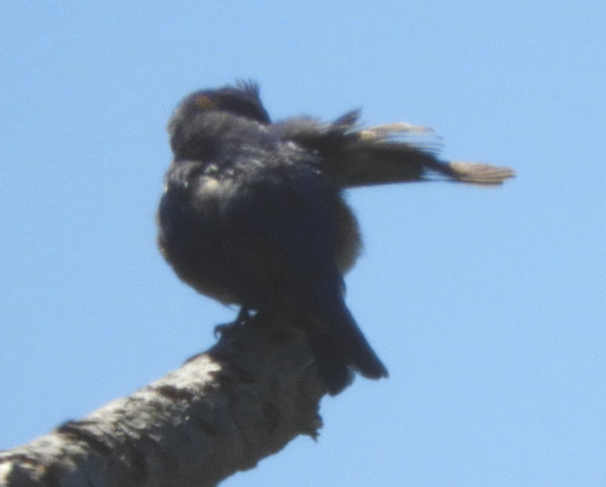 ub. spurvefugl (Passeriformes sp.) - ML620535810