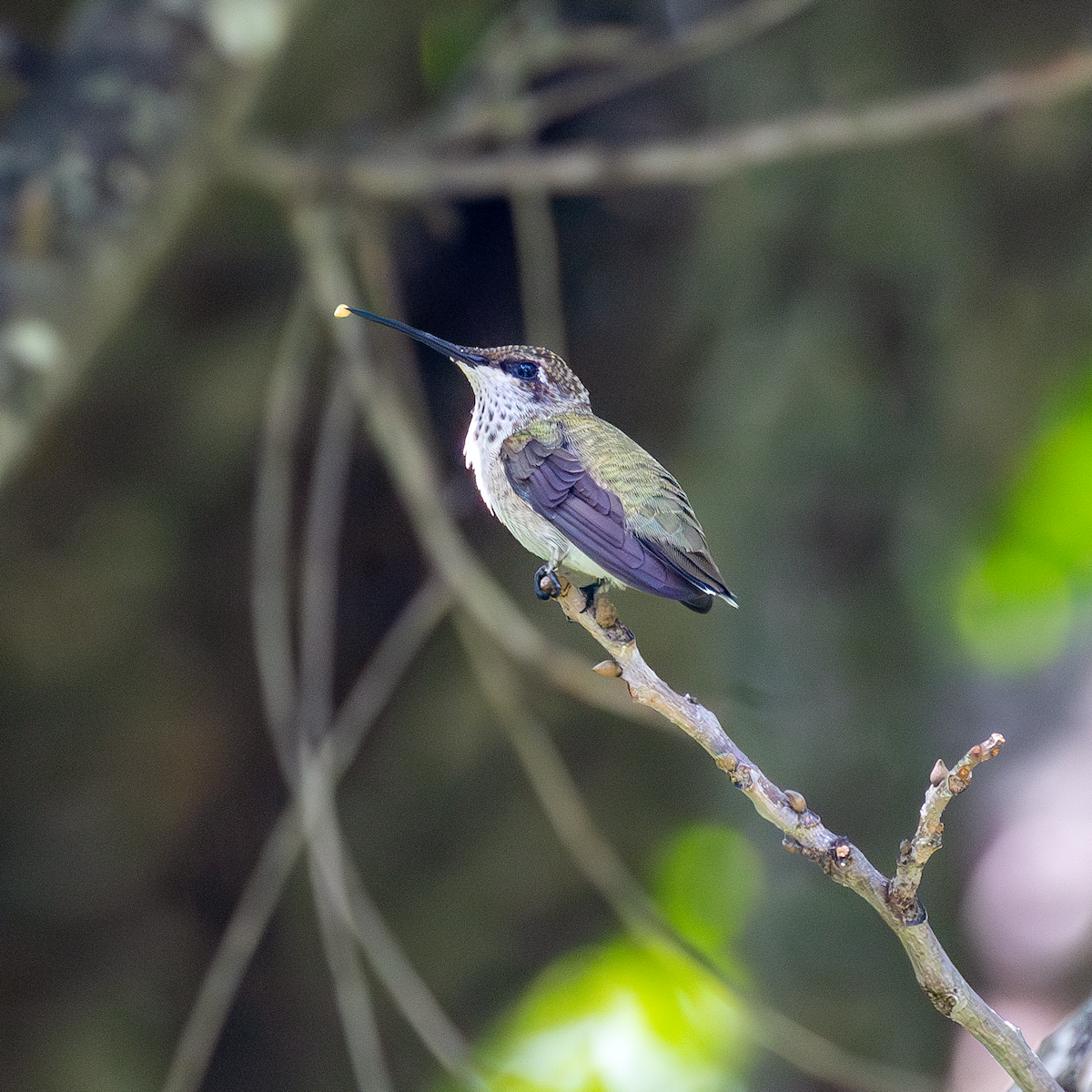 Ruby-throated Hummingbird - ML620535812