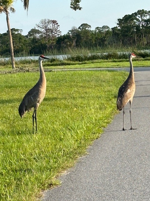 Sandhill Crane - ML620535813