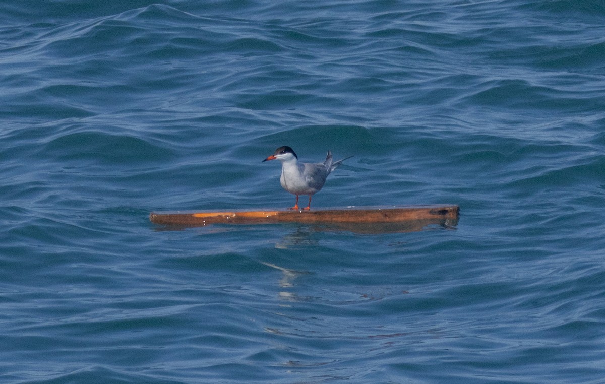 Common Tern - ML620535815