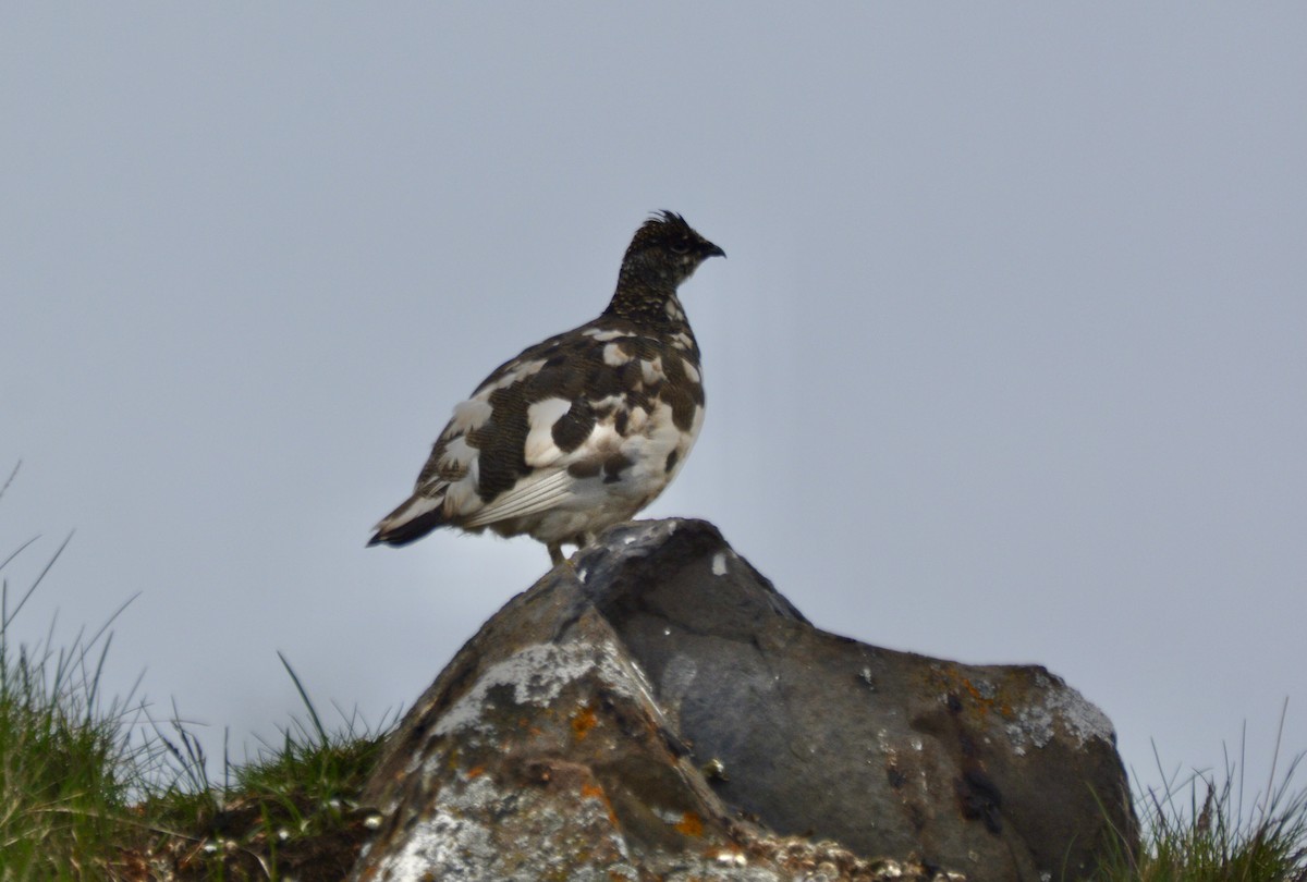 Rock Ptarmigan - ML620535817