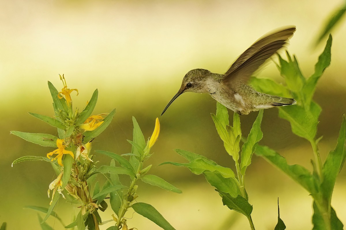 Black-chinned Hummingbird - ML620535819