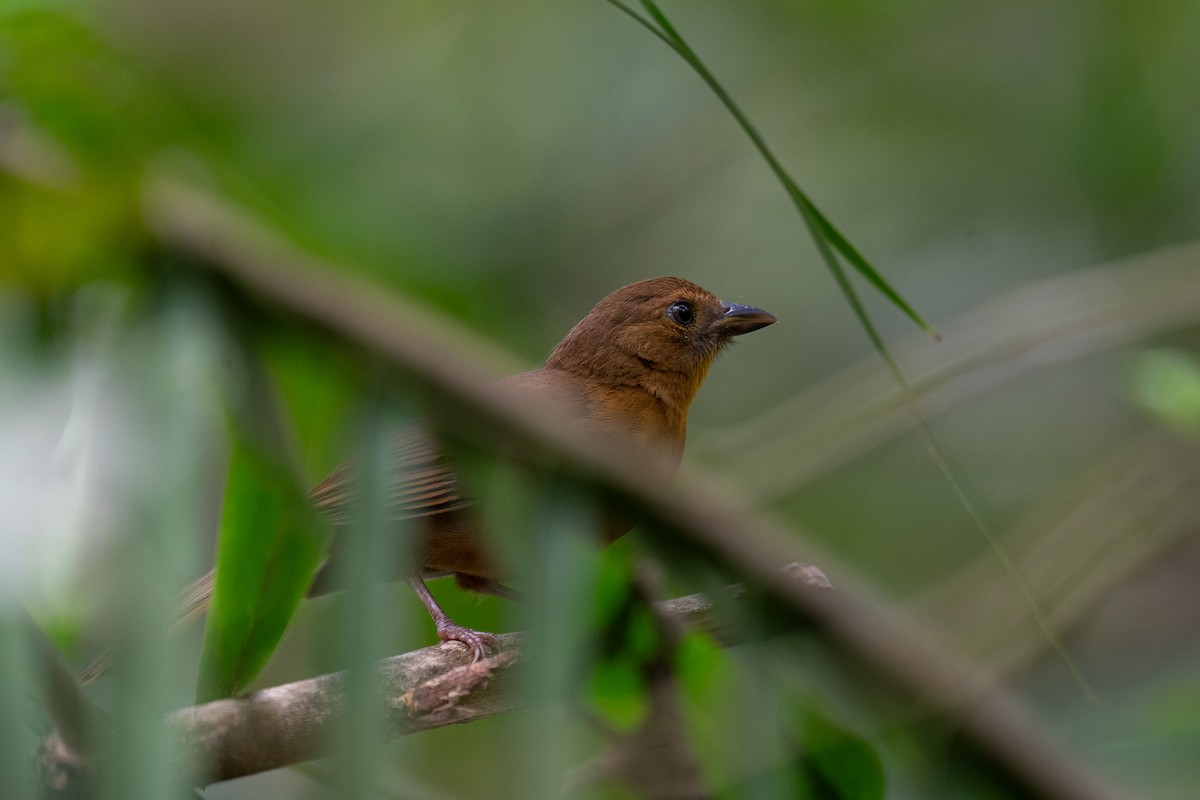 Red-throated Ant-Tanager - ML620535820
