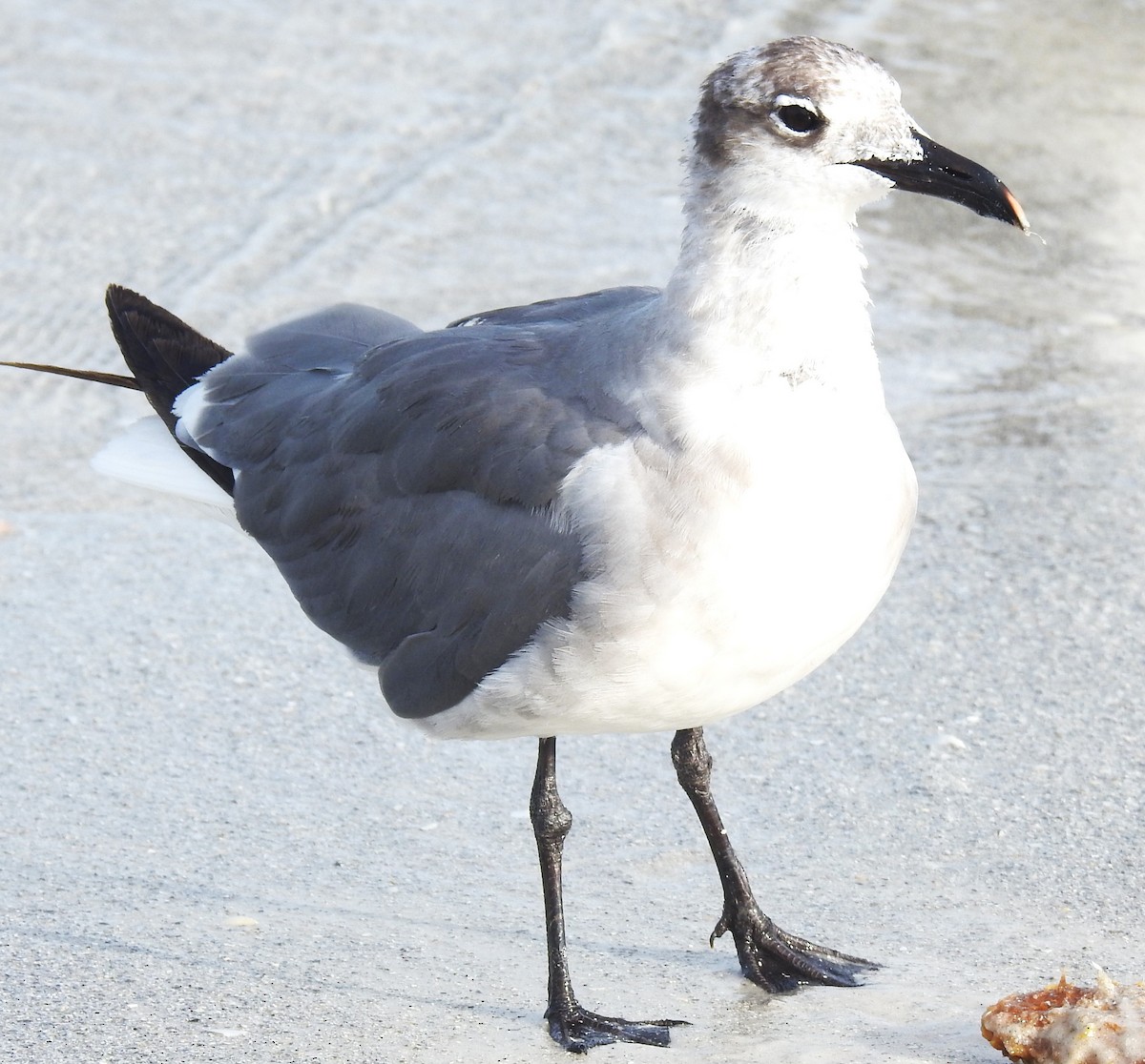 Laughing Gull - Lucio 'Luc' Fazio