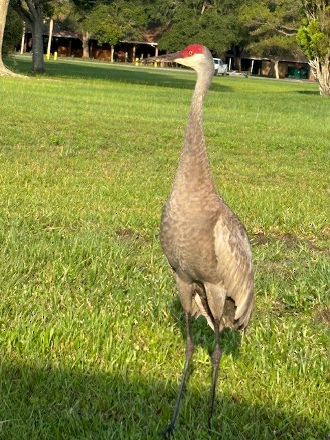 Sandhill Crane - ML620535823