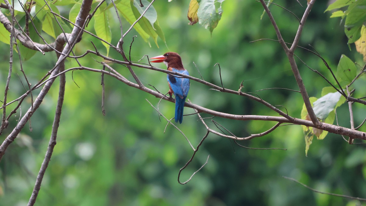 White-throated Kingfisher - ML620535824