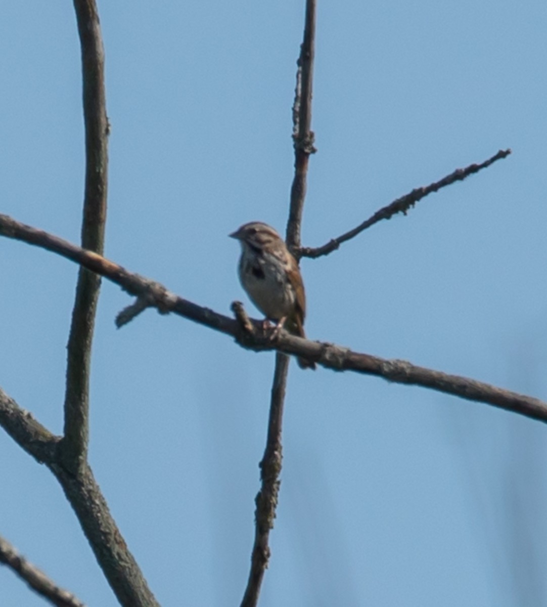 Song Sparrow - ML620535825