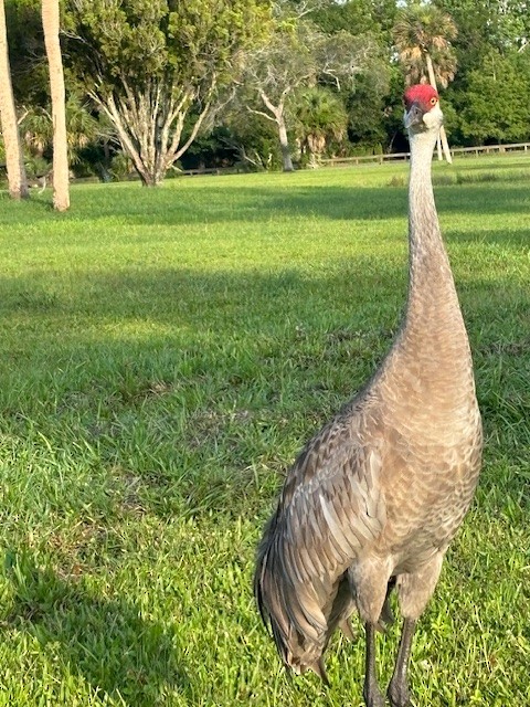 Sandhill Crane - ML620535826