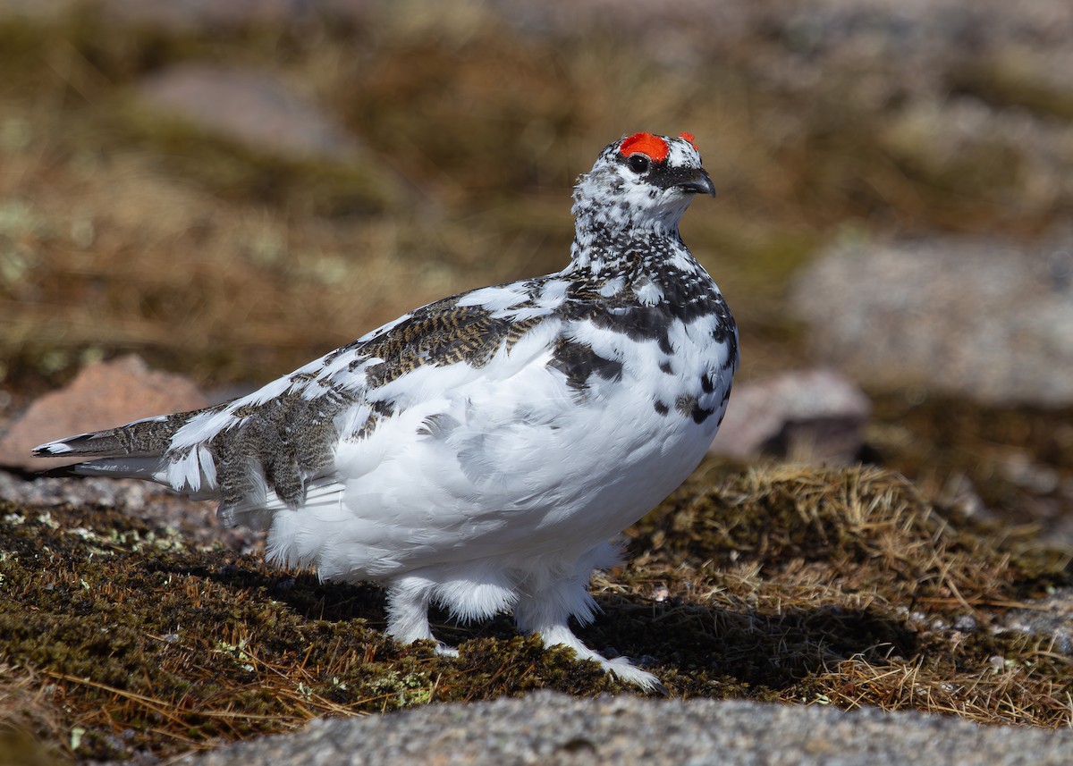 Rock Ptarmigan - ML620535827