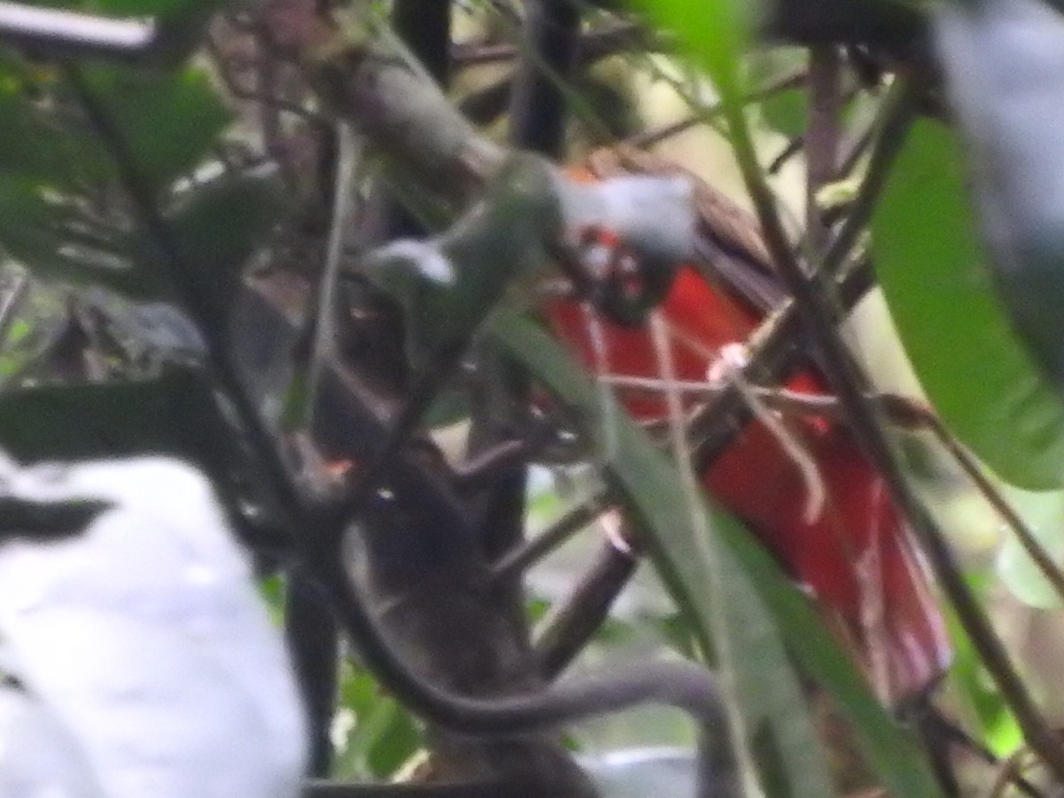 Black-necked Red-Cotinga - Agustin Carrasco