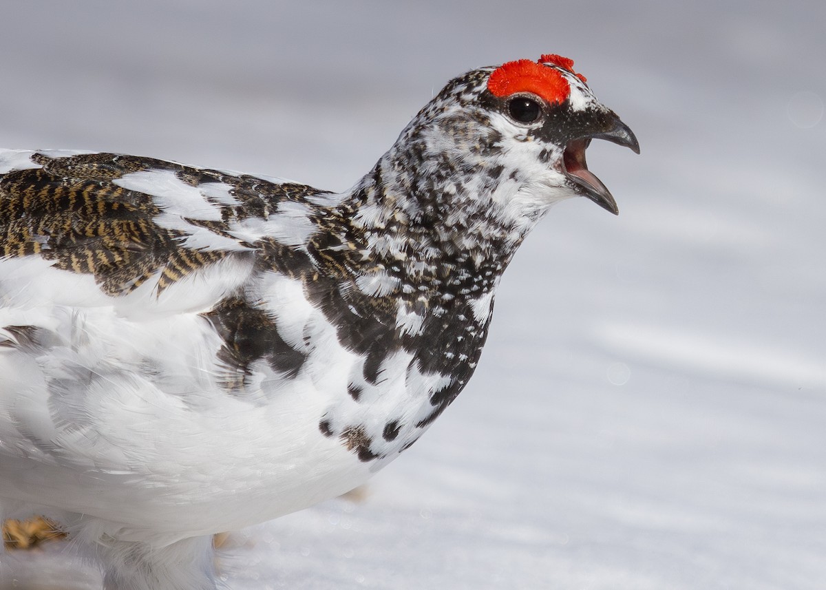 Rock Ptarmigan - ML620535832