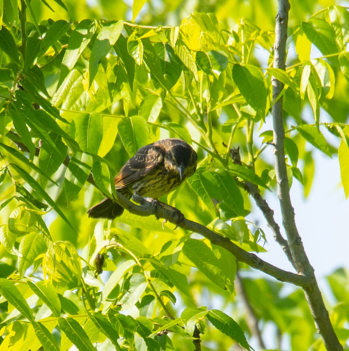 Red-winged Blackbird - Hin Ki  & Queenie  Pong