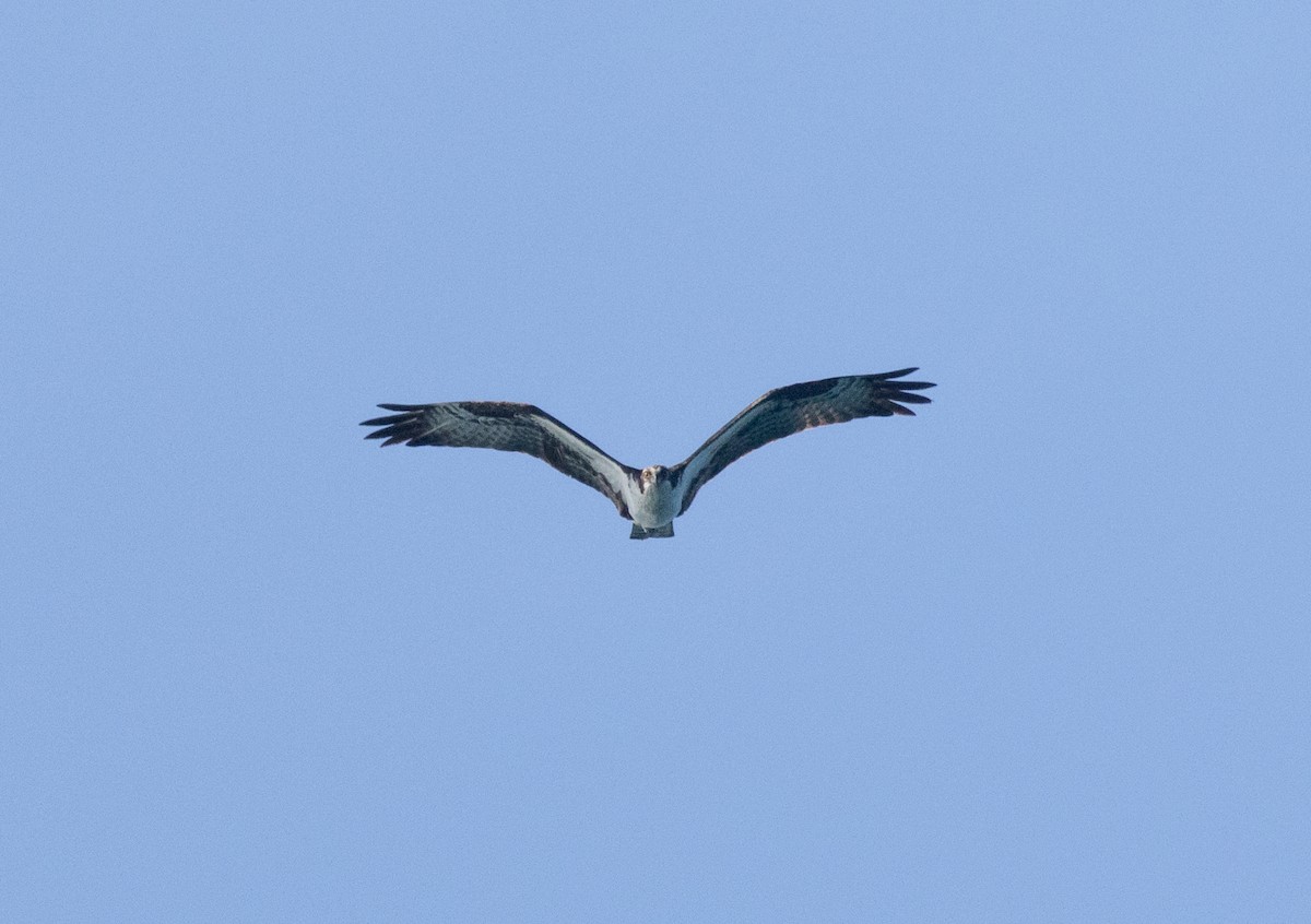 Osprey (carolinensis) - ML620535834