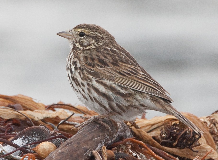 Savannah Sparrow (Belding's) - ML620535840