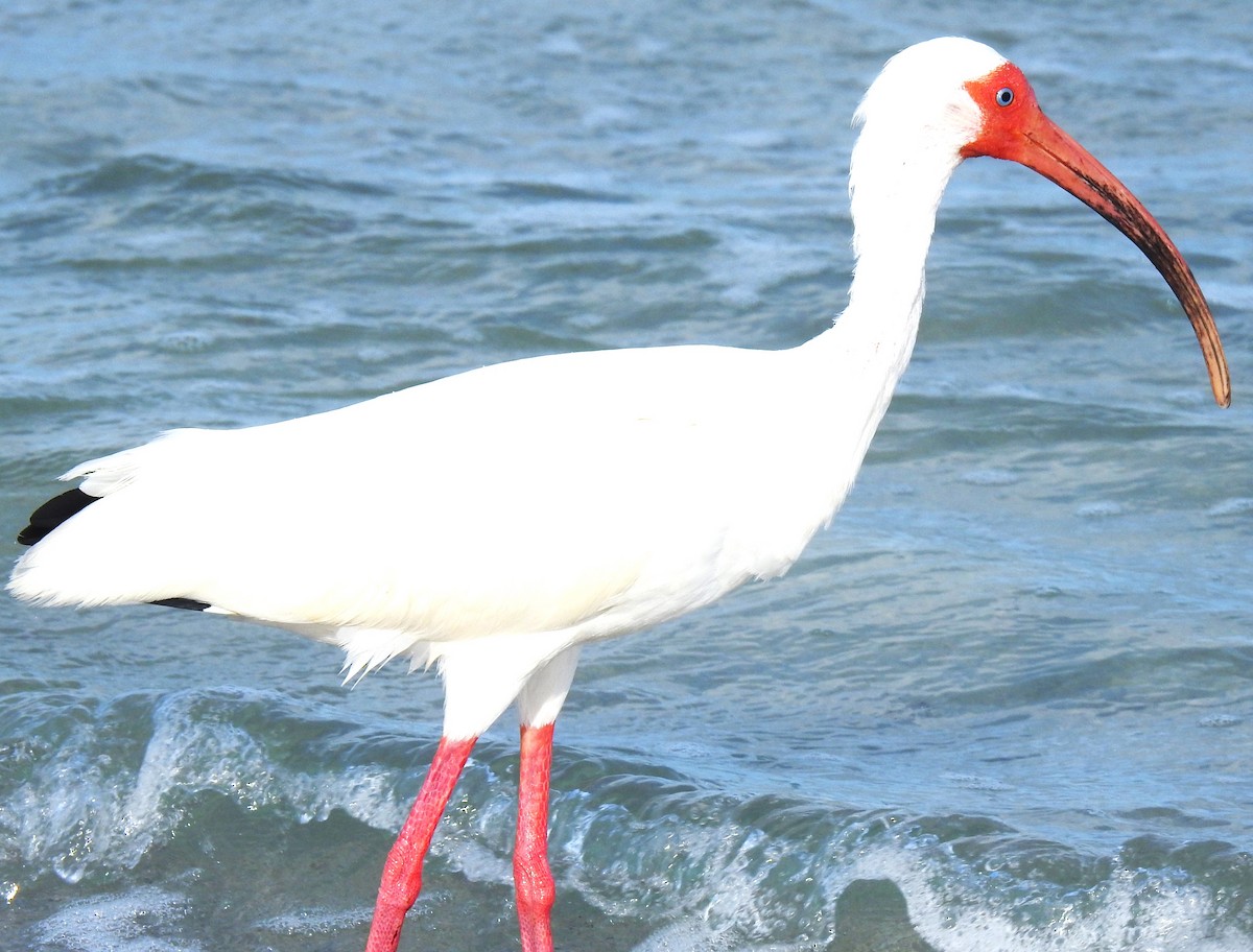 White Ibis - ML620535842