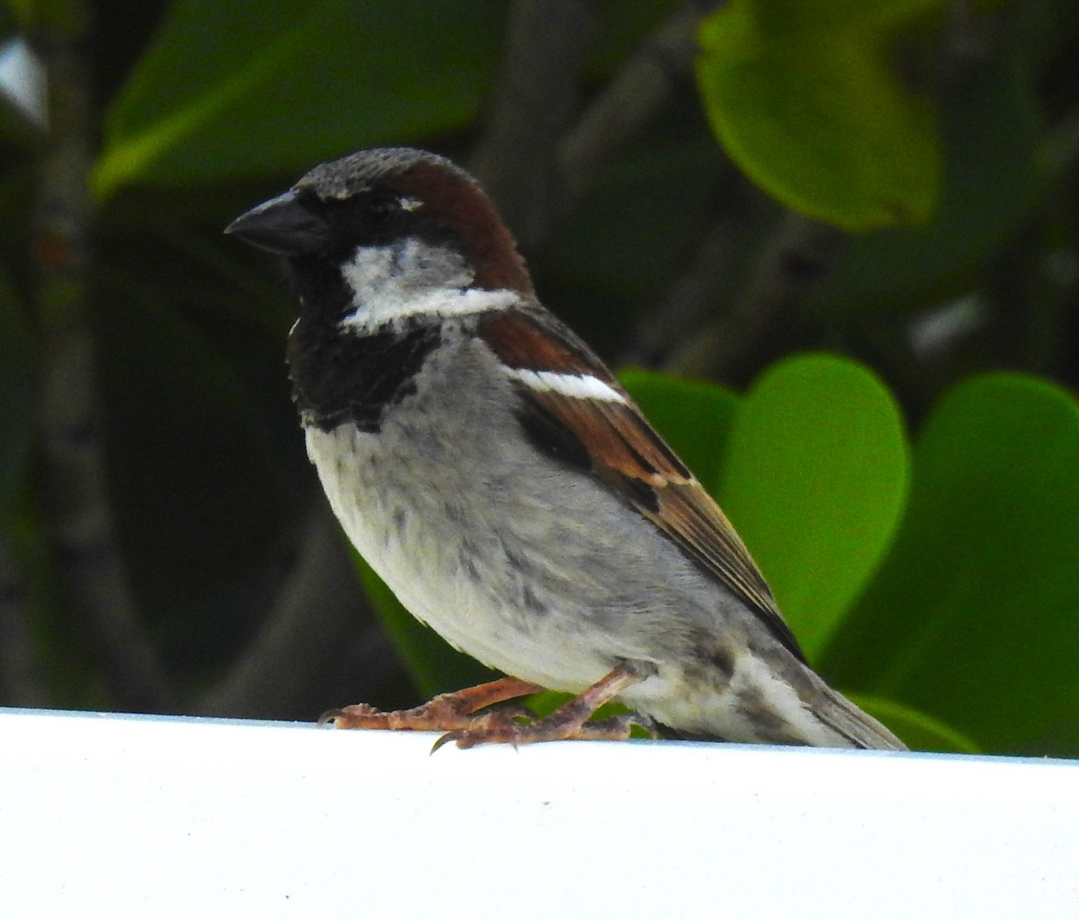 House Sparrow - ML620535858