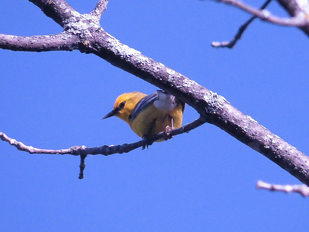 Blue-winged Warbler - ML620535859