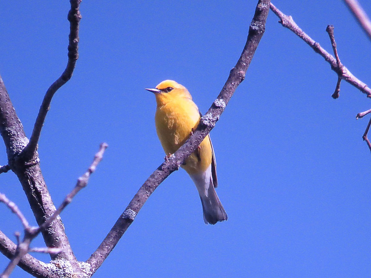 Blue-winged Warbler - ML620535860